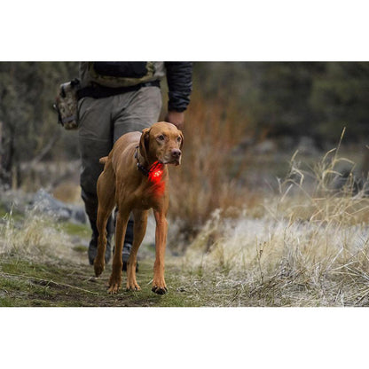 Ruffwear Beacon Safety Light for Dogs, Clear Lake